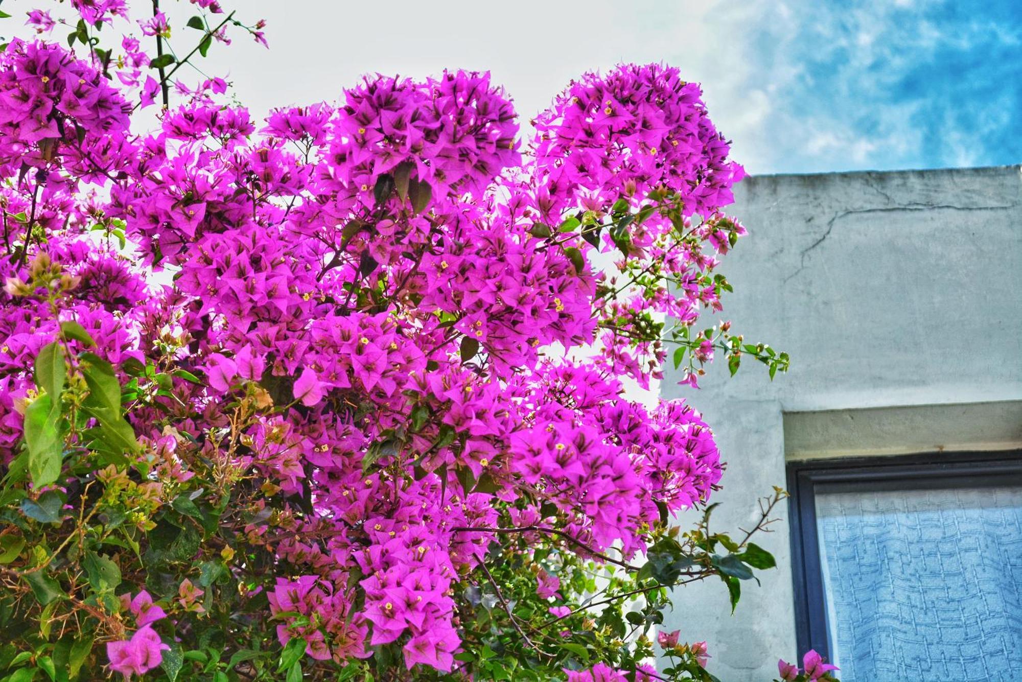 Posada Santa Rita Colonia Del Sacramento Exterior foto